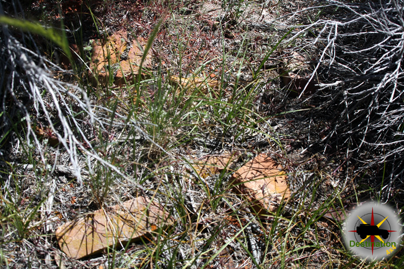 Remains of Aurora bricks found deep in the undergrowth.