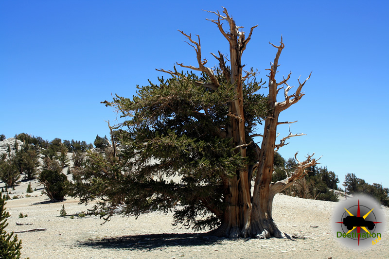 A Bristlecone Pine (not the oldest) located in the White Mountains, CA