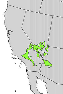 Natural distribution of Yucca brevifolia - U.S. Geological Survey - Digital representation of "Atlas of United States Trees" by Elbert L. Little, Jr.