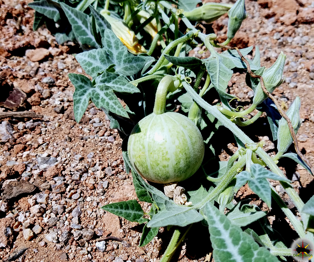 Coyote Melon (Cucurbita palmata) Destination4x4