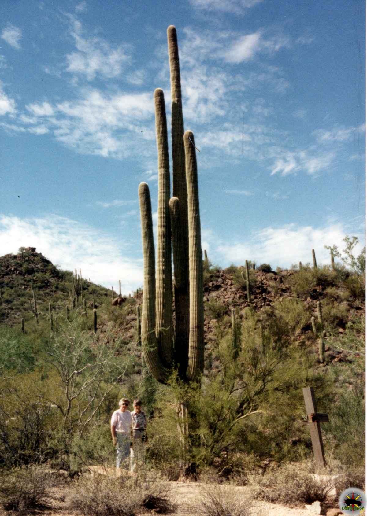 希少 新品未使用】Saguaro the desert giant 【公式通販】