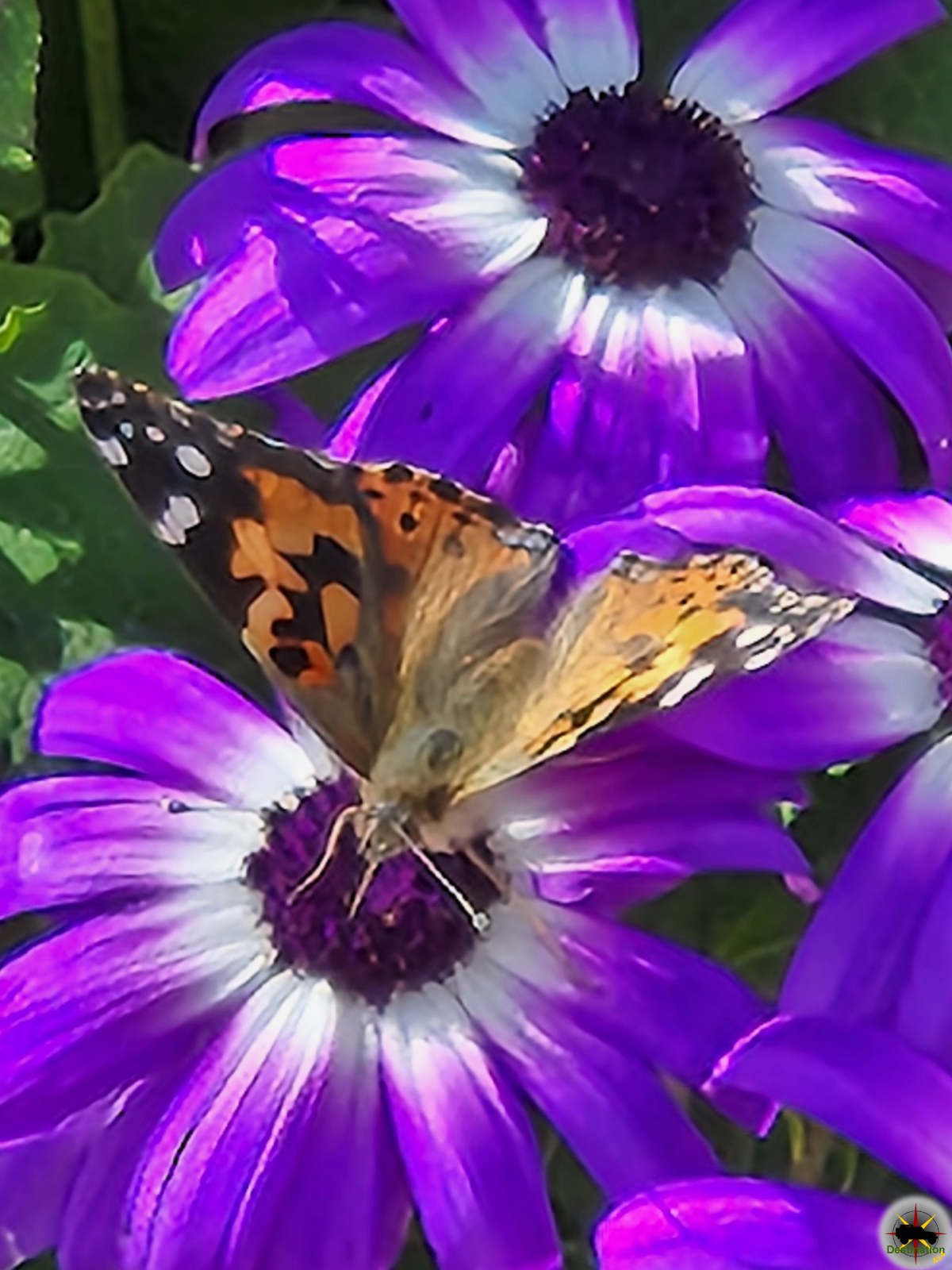 Painted Lady Butterfly (Vanessa cardui) - Destination4x4